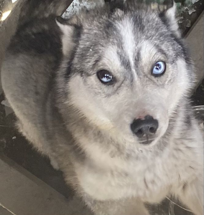 Продам Сибирский Хаски