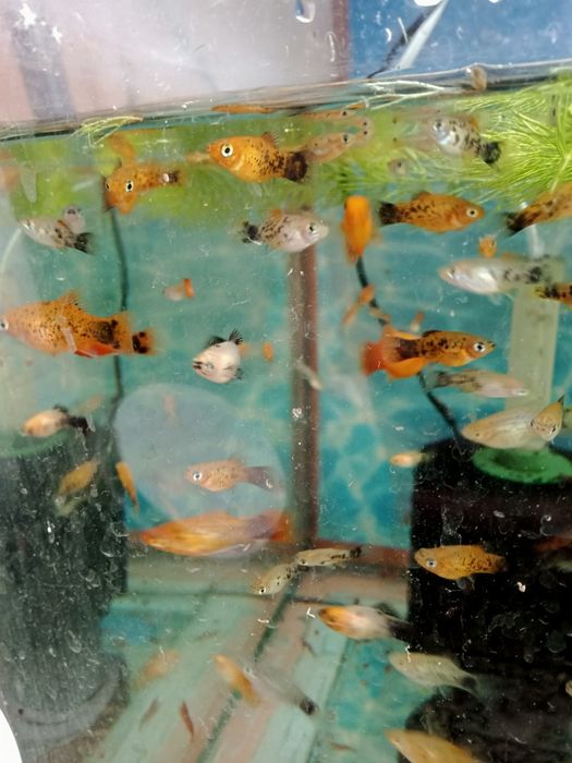 Пецилия красивая рыбка