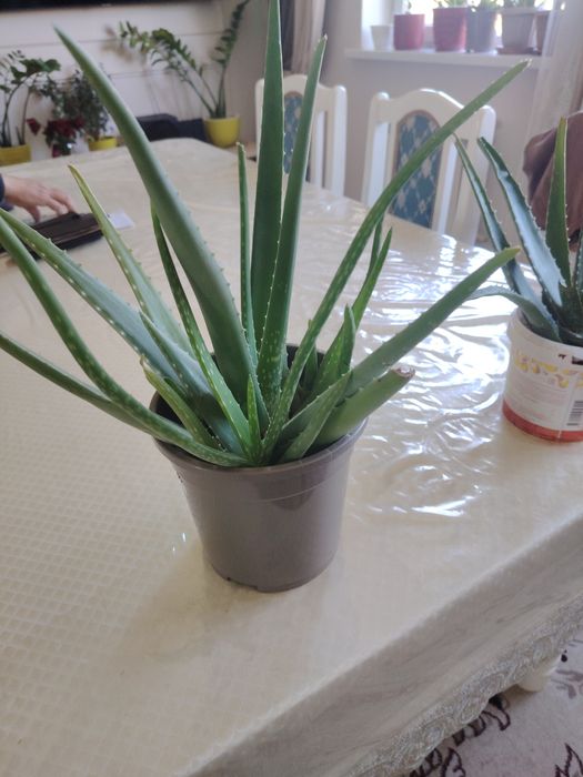 Алое бар сатылады