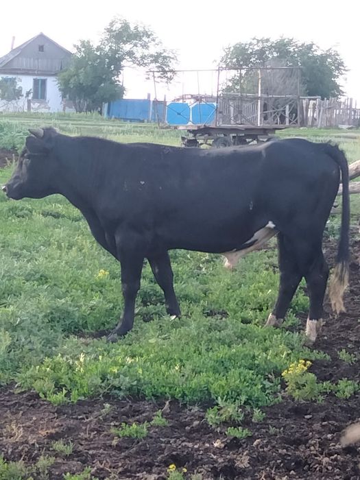 Продам быков 5 штук всех вместе