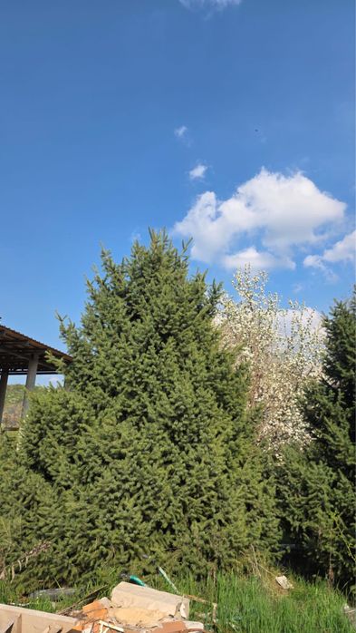 Молодые пушистые ёлки