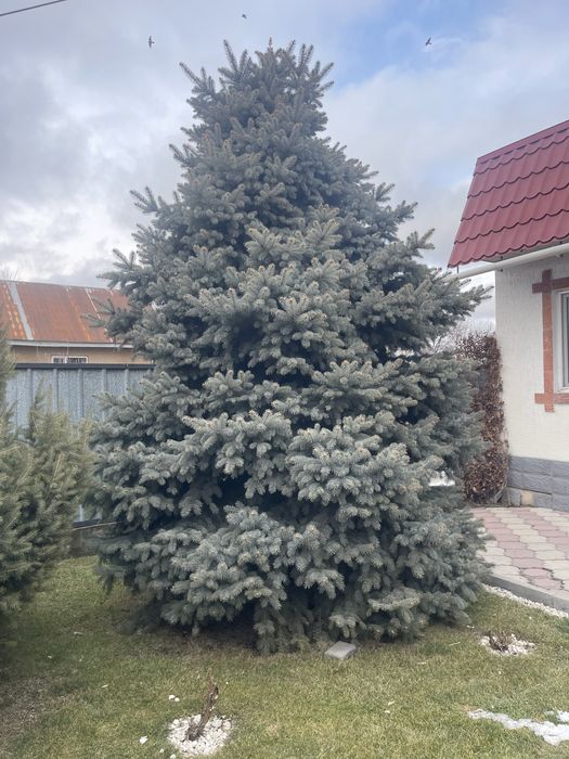 Ёлки очень кросивые.