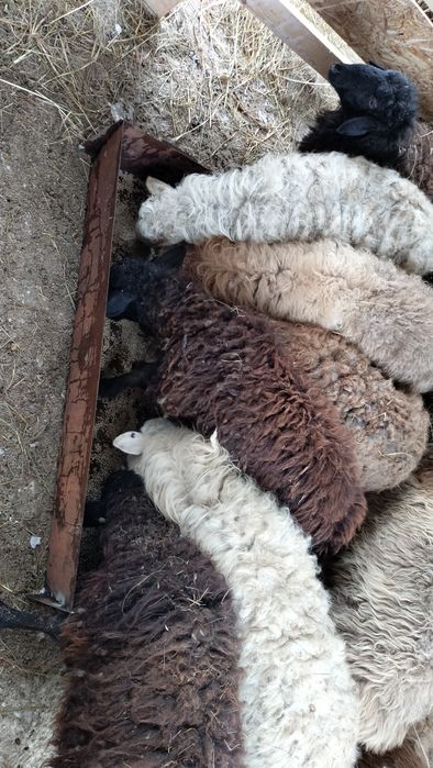 Қойлар, тоқтылар. Бараны, овцы