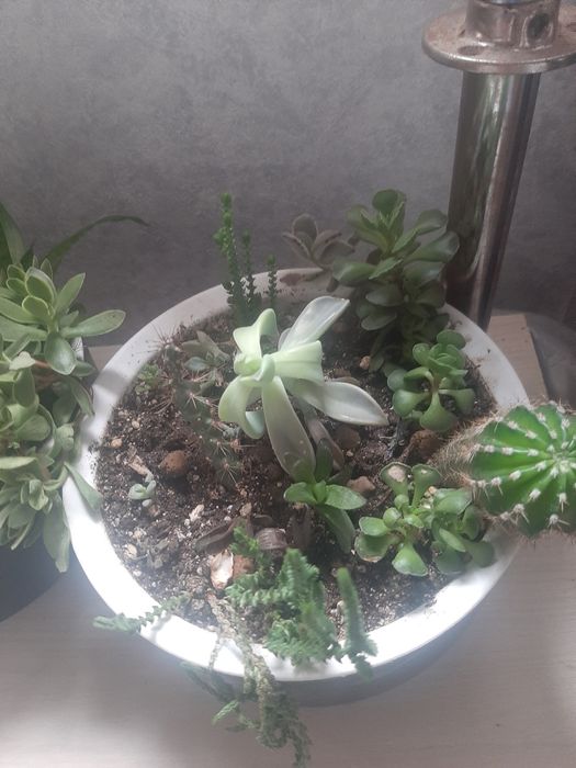 Продам сукуленты садики