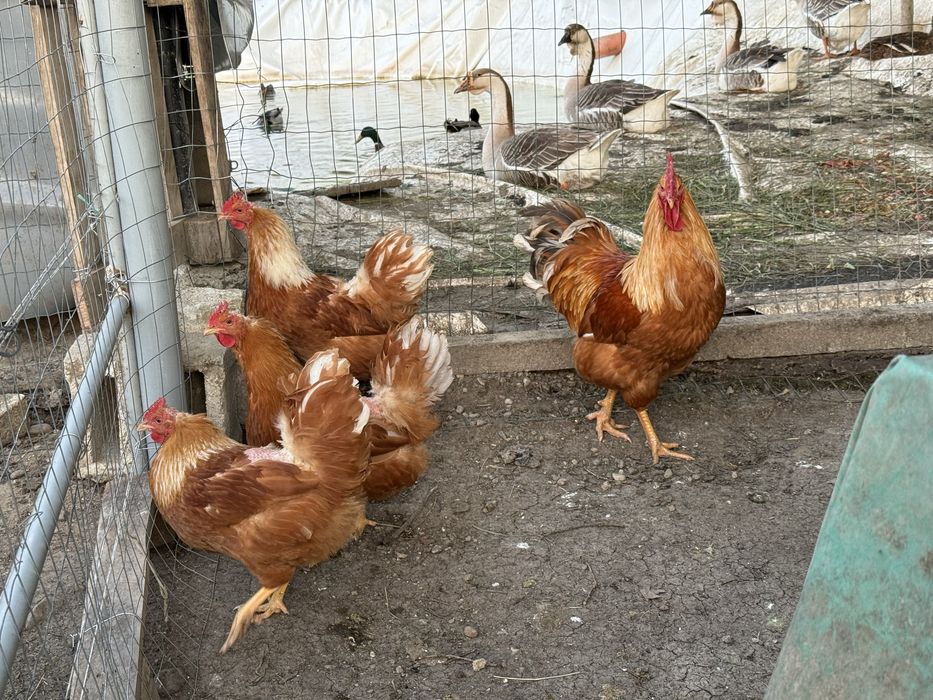 Vând ouă de găină New Hampsire