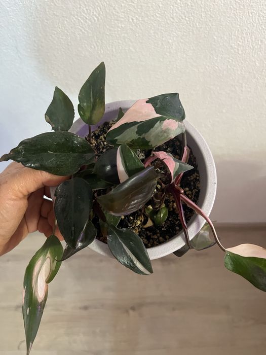 Филодендрон розовая принцесса