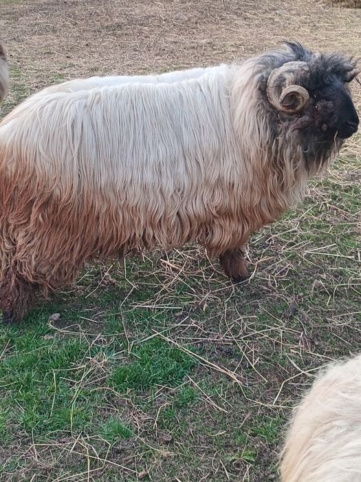 Vand 2 berbeci de rasa
