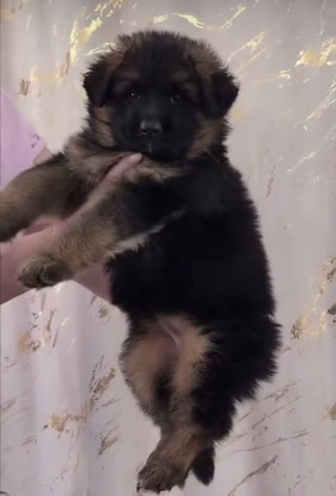 Шикарные щенки немца