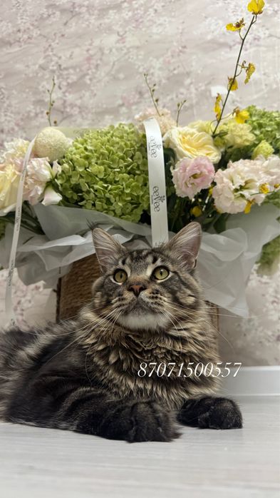 Мейнкун кот молодой