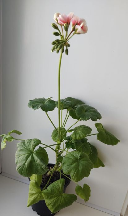 Пеларгонии сортовые