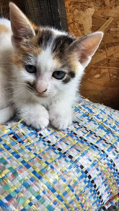 Pisica de adoptat