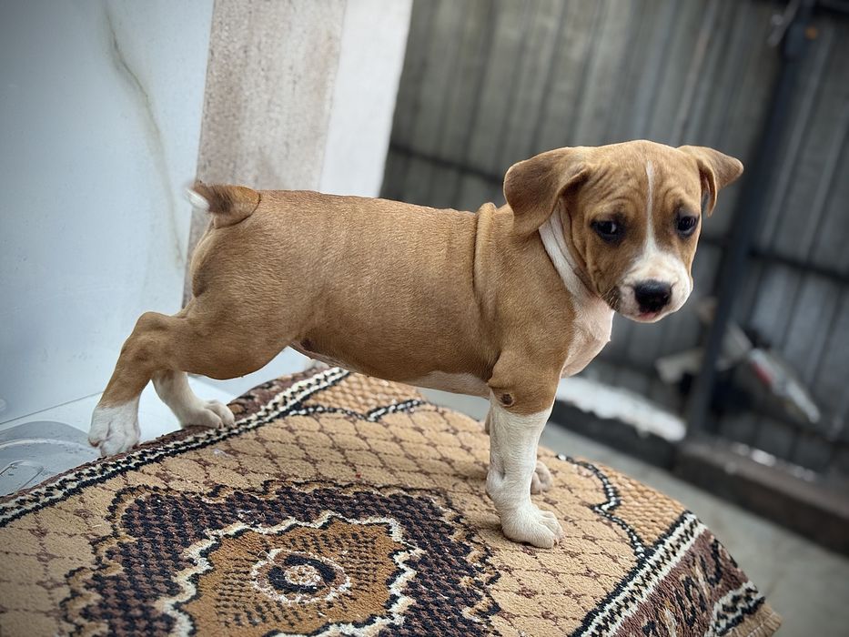 Amstaff rasa pura !