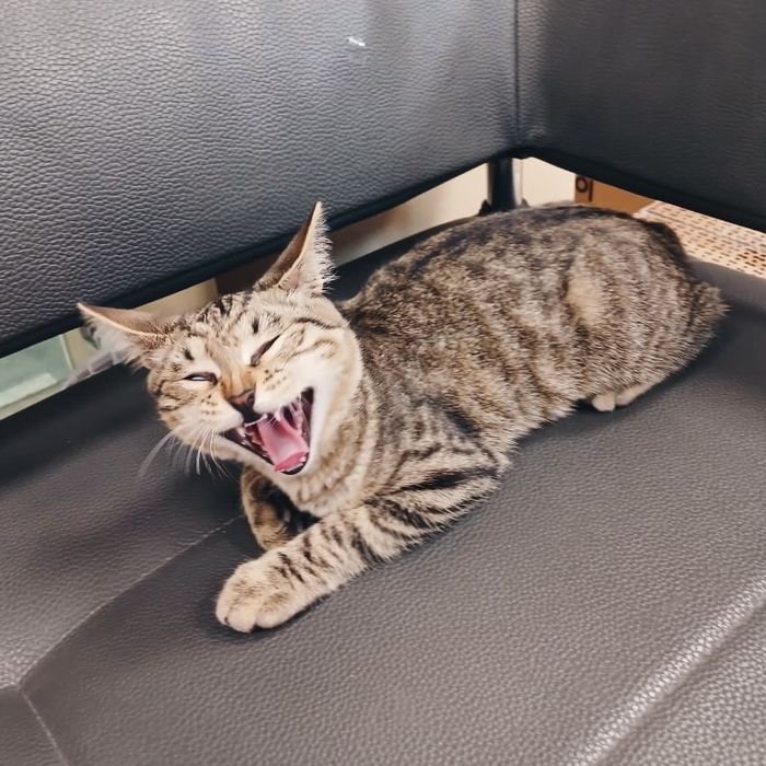 Котенок-подросток ищет семью