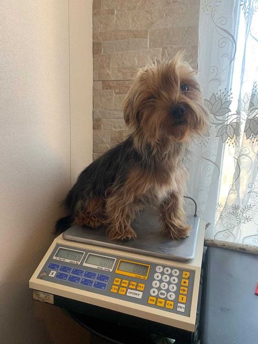 продавам мъжки йоркшир териери