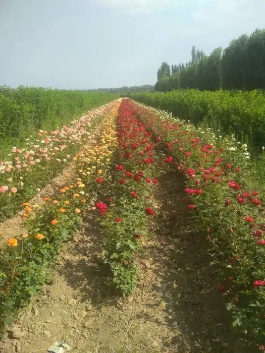 Яшил макон лойихаси учун арзон кучатлар