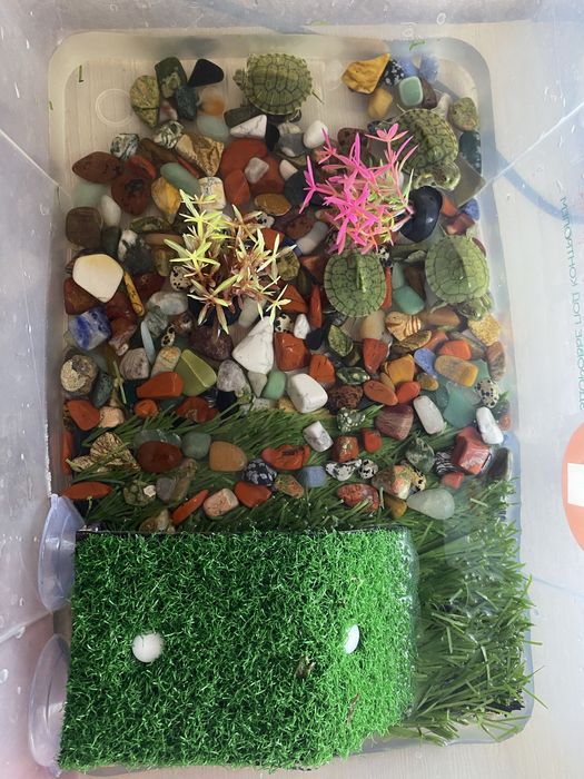 Продам черепах красноухие