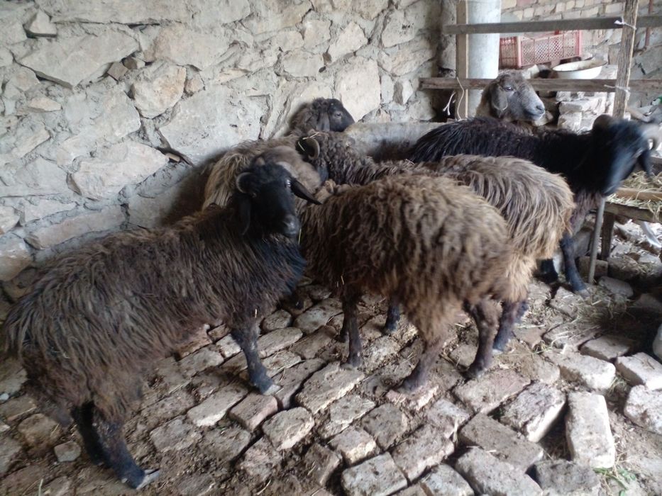 Кочкорлар сотилади