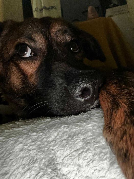 Donez metis-malinois (ciobanesc belgian)