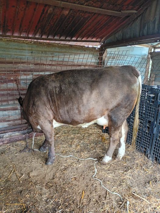 Vaca  la prima fatare de vanzare