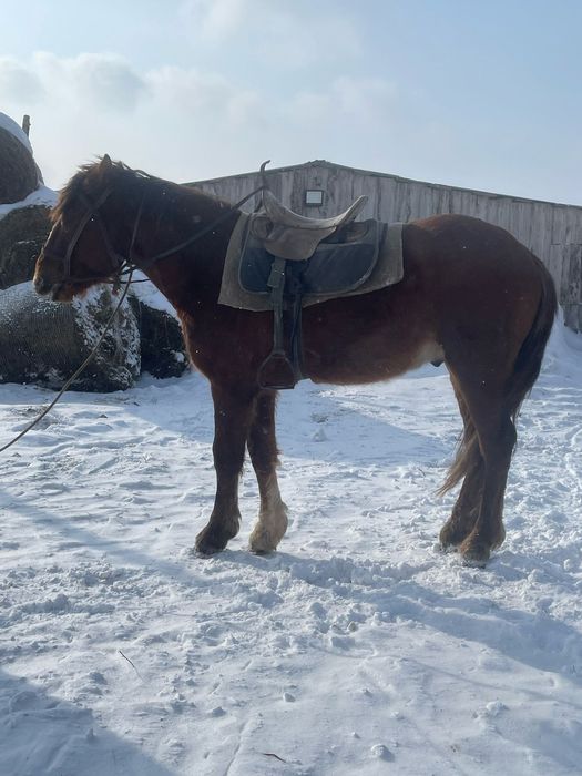 Продам жеребца четыре города