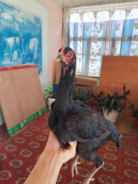 Зор мекен сатылады