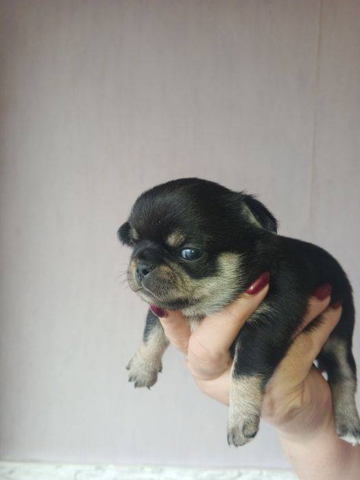 Мальчики и девочка чихуахуа