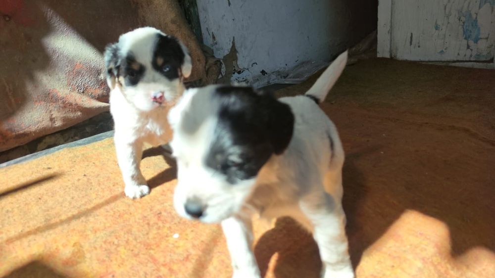 Отдам  щенят в добрые руки