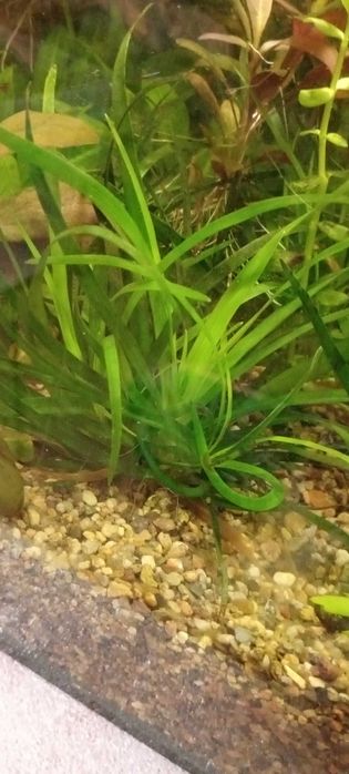 Эриакулон Вьетнам