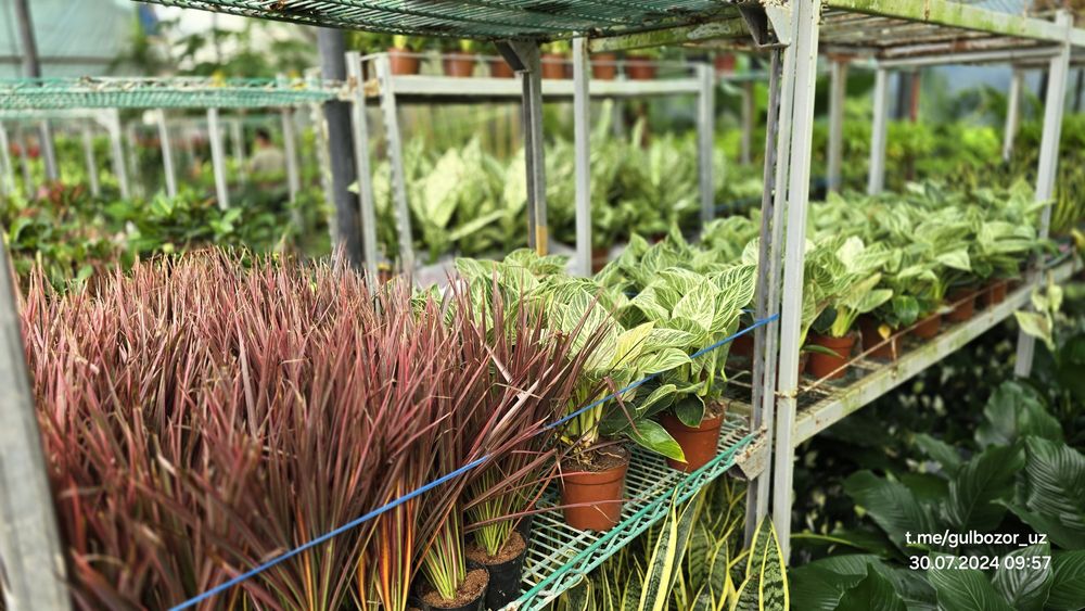 Hona gullari Комнатные растения гул цветы усимлик манзара декоративные