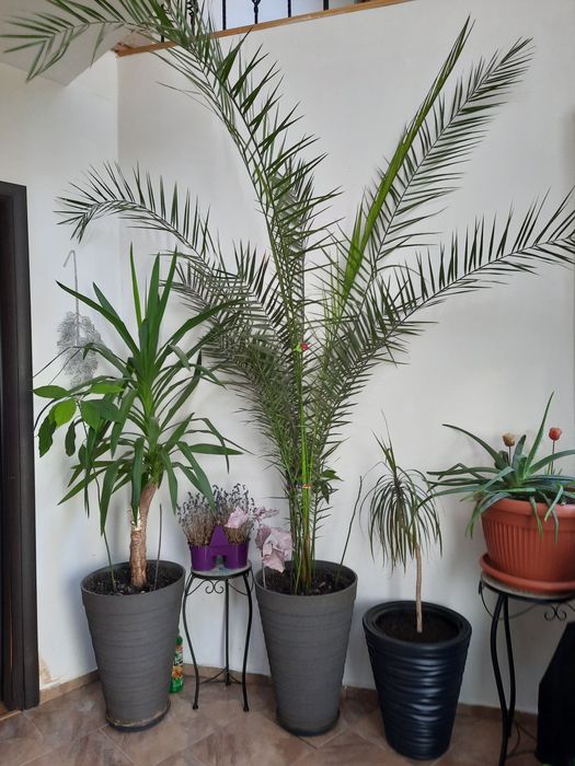 Plante decorative,Yuka,Phoenix,Tuia,Magnolia,Luleaua turcului