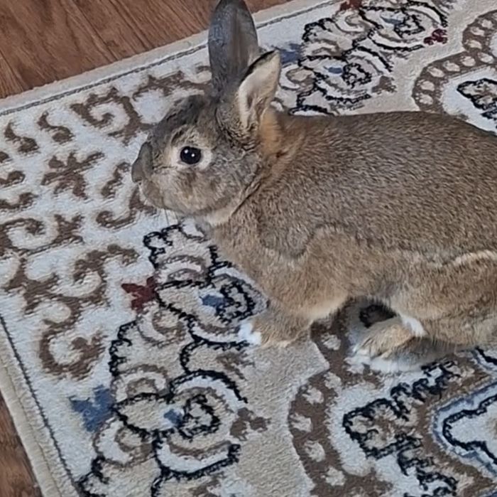 Продам кролика декоротивного