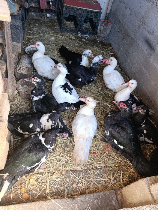 Продам индоуток ..