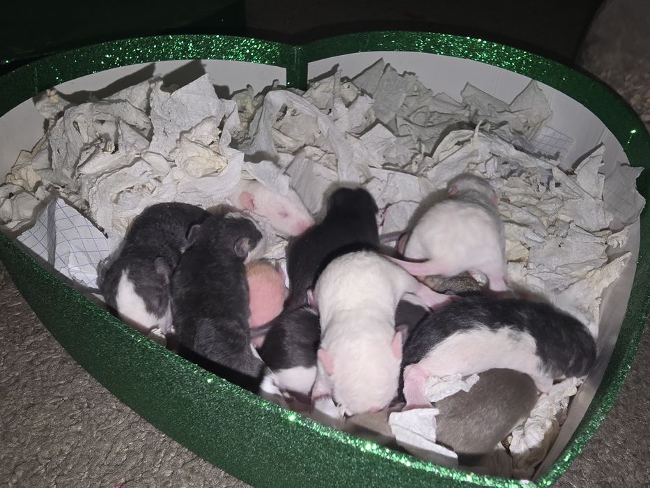 Крысята домашние, не на корм