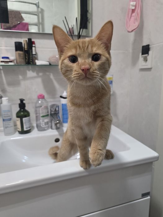 Кот: Сдаём в доброе руки