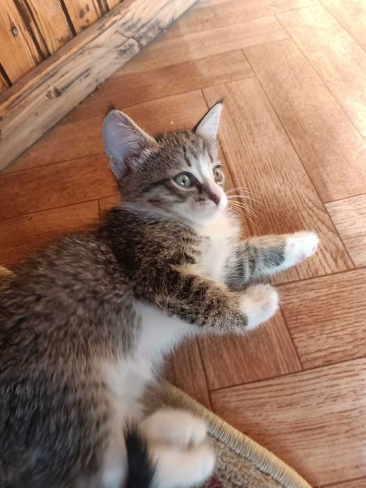 Котята ищут любящий дом