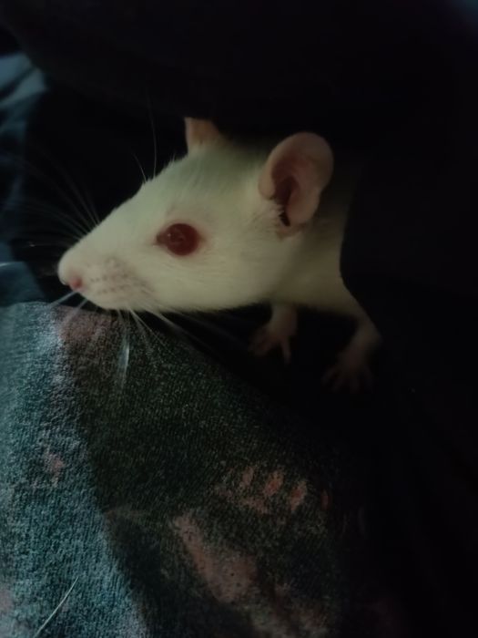 Продаются декоративные крысы