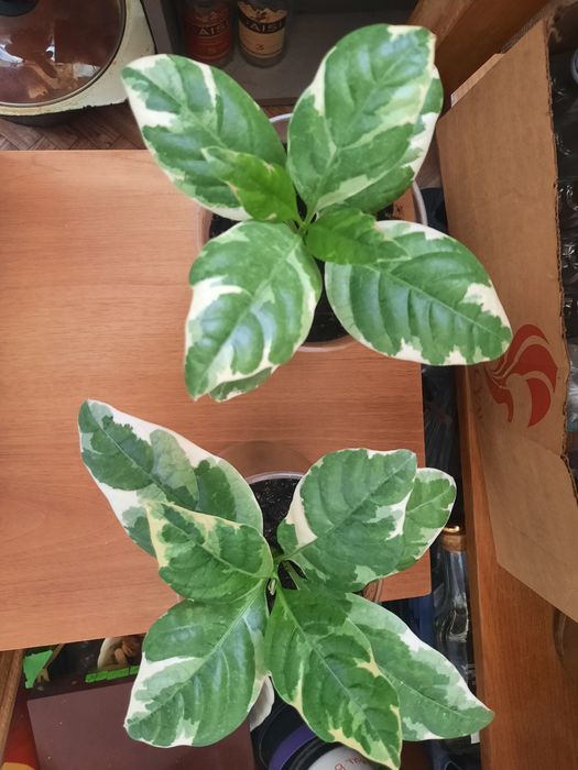 Комнатные и Офисные Цветы