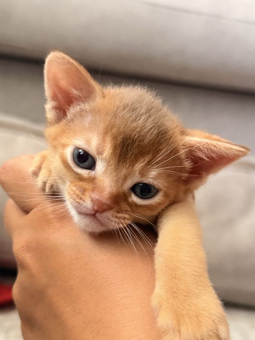 Абиссинские котята