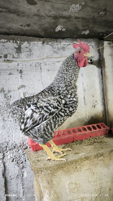 Продам молодых петухов