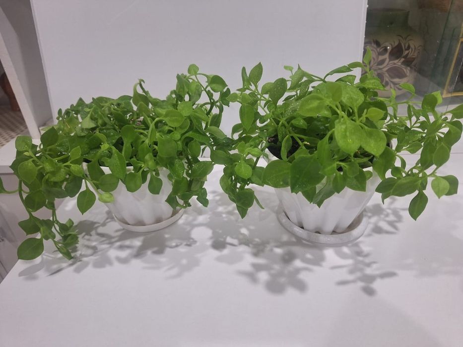 Аптения комнатный цветок