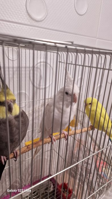 папагал  корела.