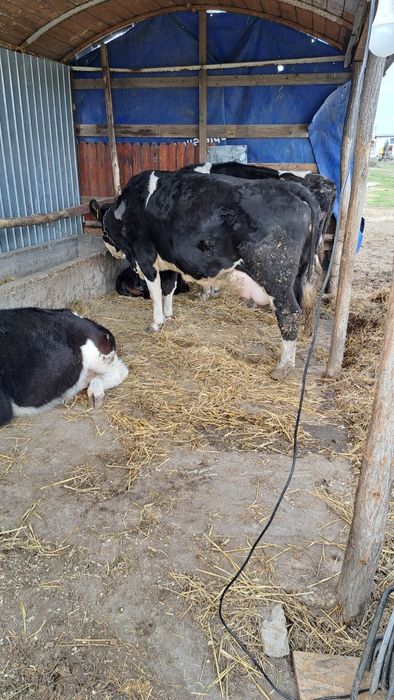 Vaci de vânzare, bucesti