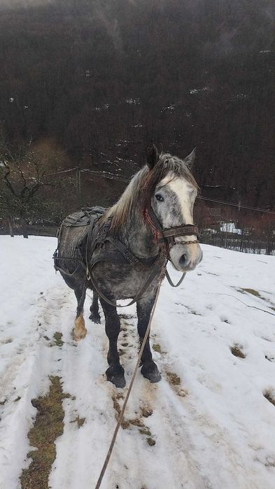 Vând  mânz necastrat