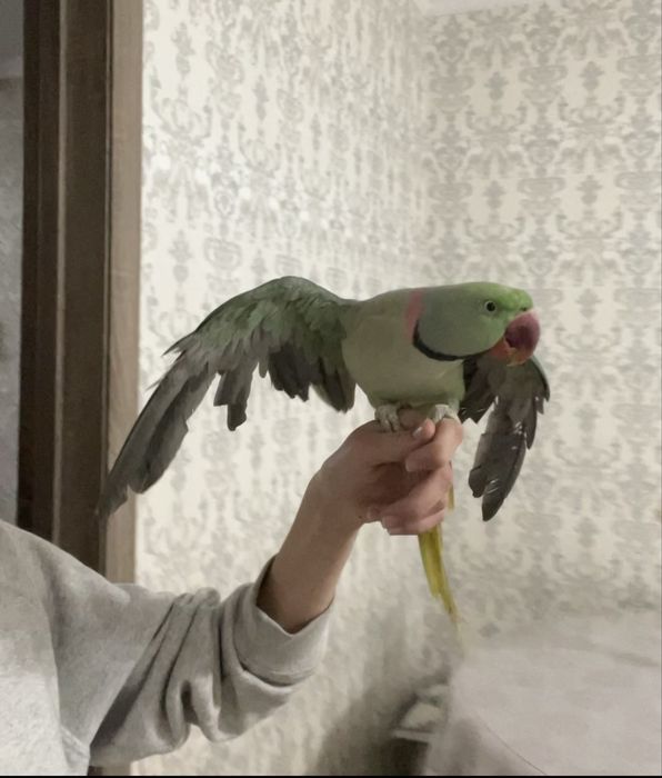 Александрийский попугай