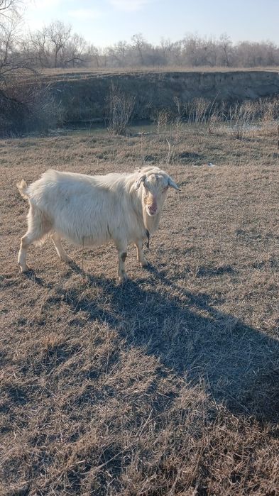 Асыл тұқымды теке