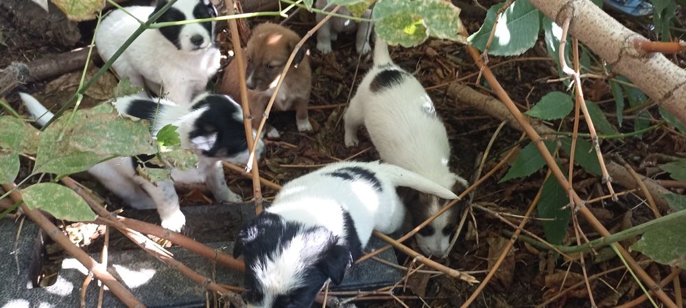 Отдам в добрые и хорошие руки