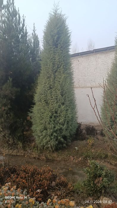 Arizoniniski keparis archa 7 yoshlik арезонский кепари арча 7 йошлик