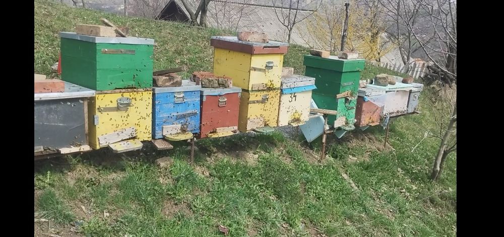 Vând 10 familii de albine după 20 aprilie 50lei rama