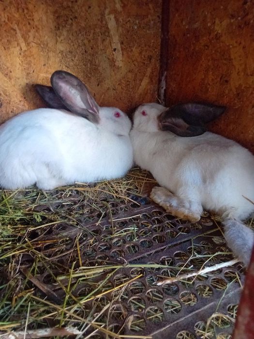 Uriaș de Transilvania