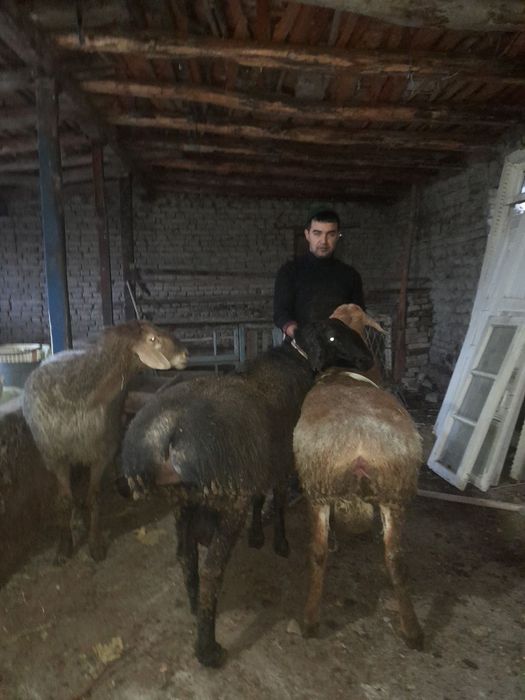 Qoylar sotiladi arzon narhda